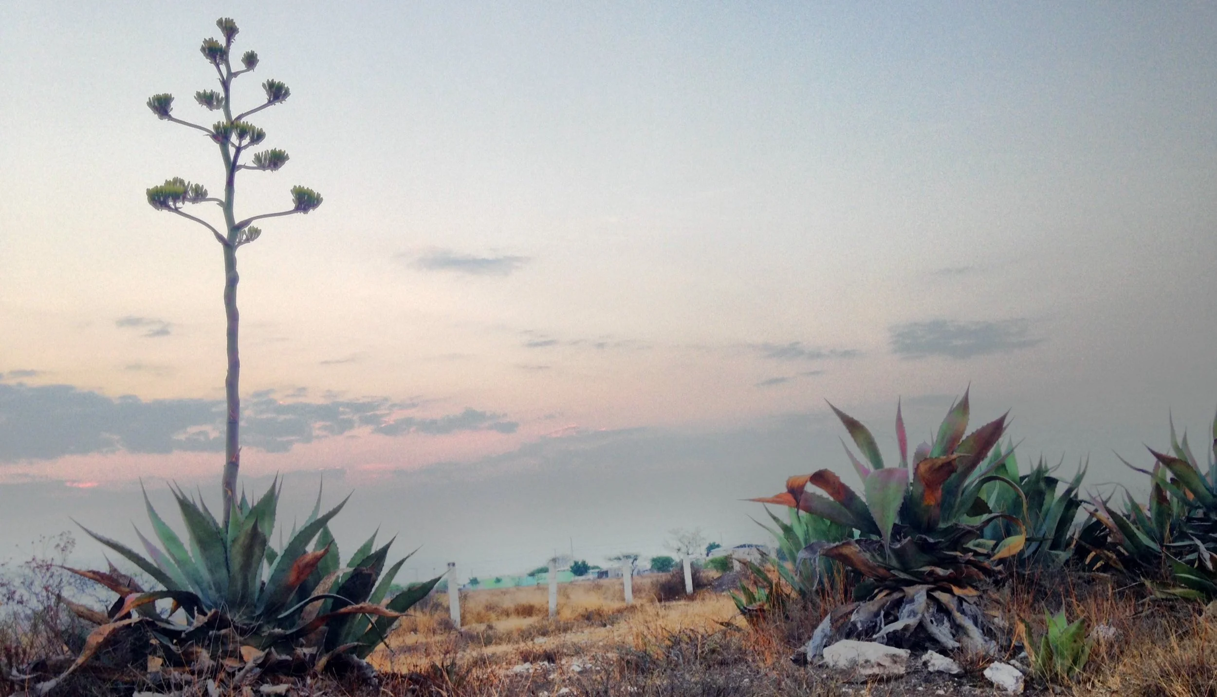 Agave: Spirit (and Food) of the Borderlands — Local First Arizona